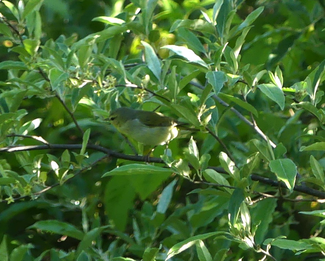 Tennessee Warbler - Andy Maslowski