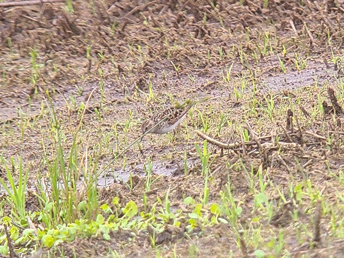 Least Sandpiper - Mathieu Soetens