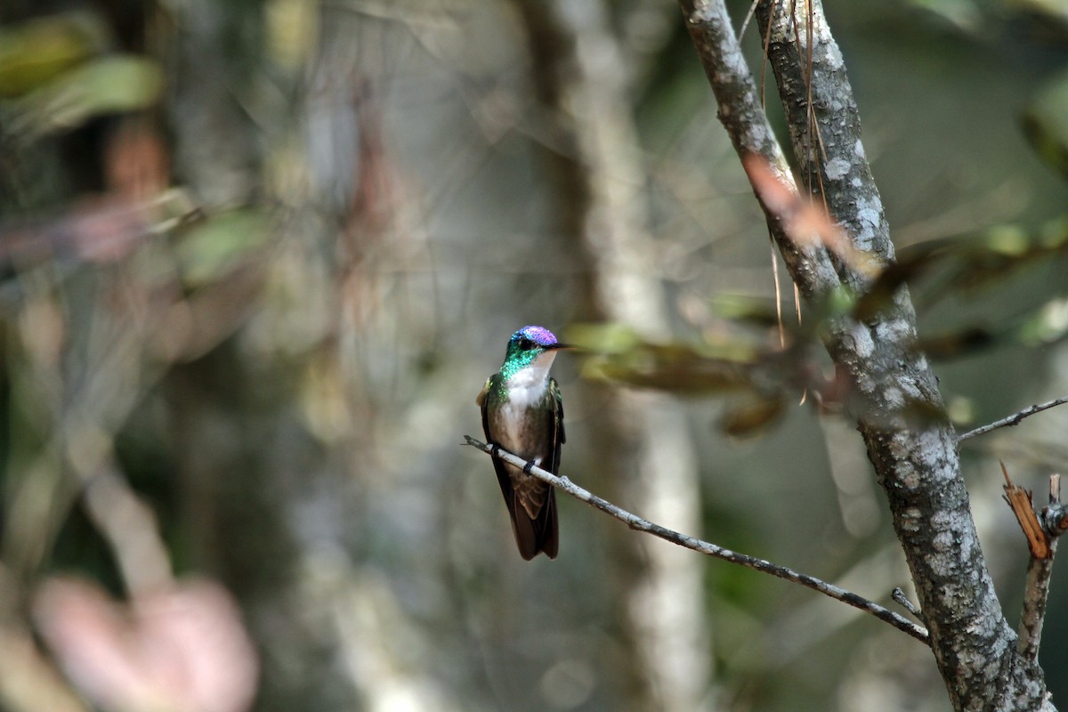 Azure-crowned Hummingbird - David Medina