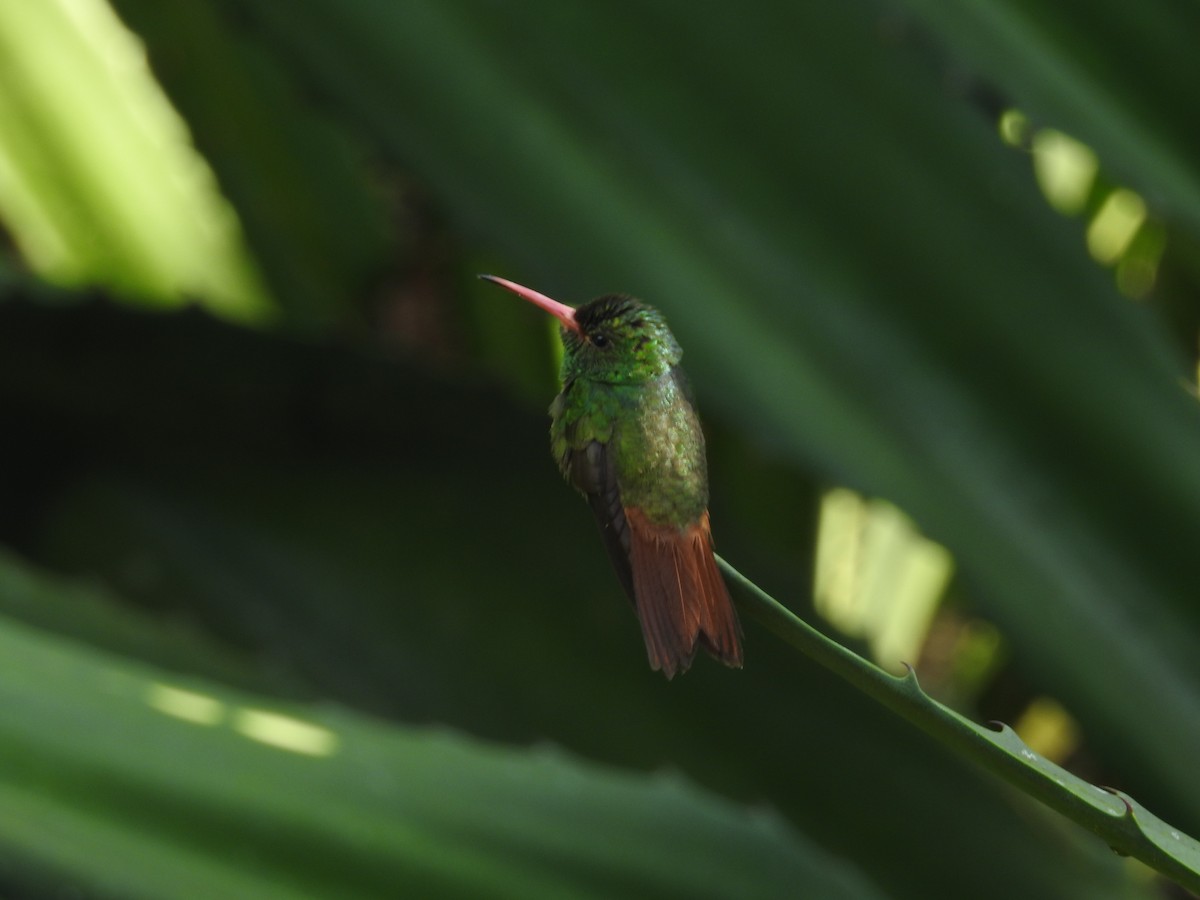 Rufous-tailed Hummingbird - ML618974578