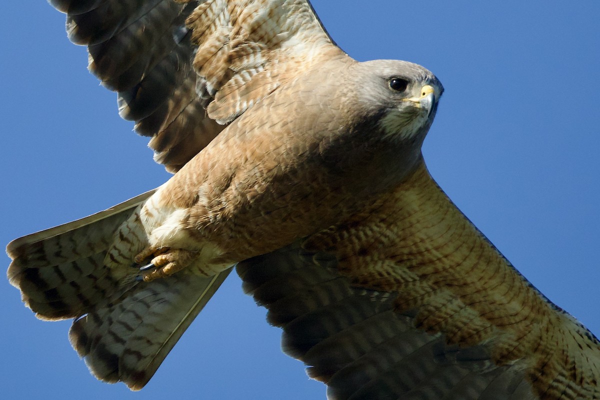 Swainson's Hawk - ML618974591