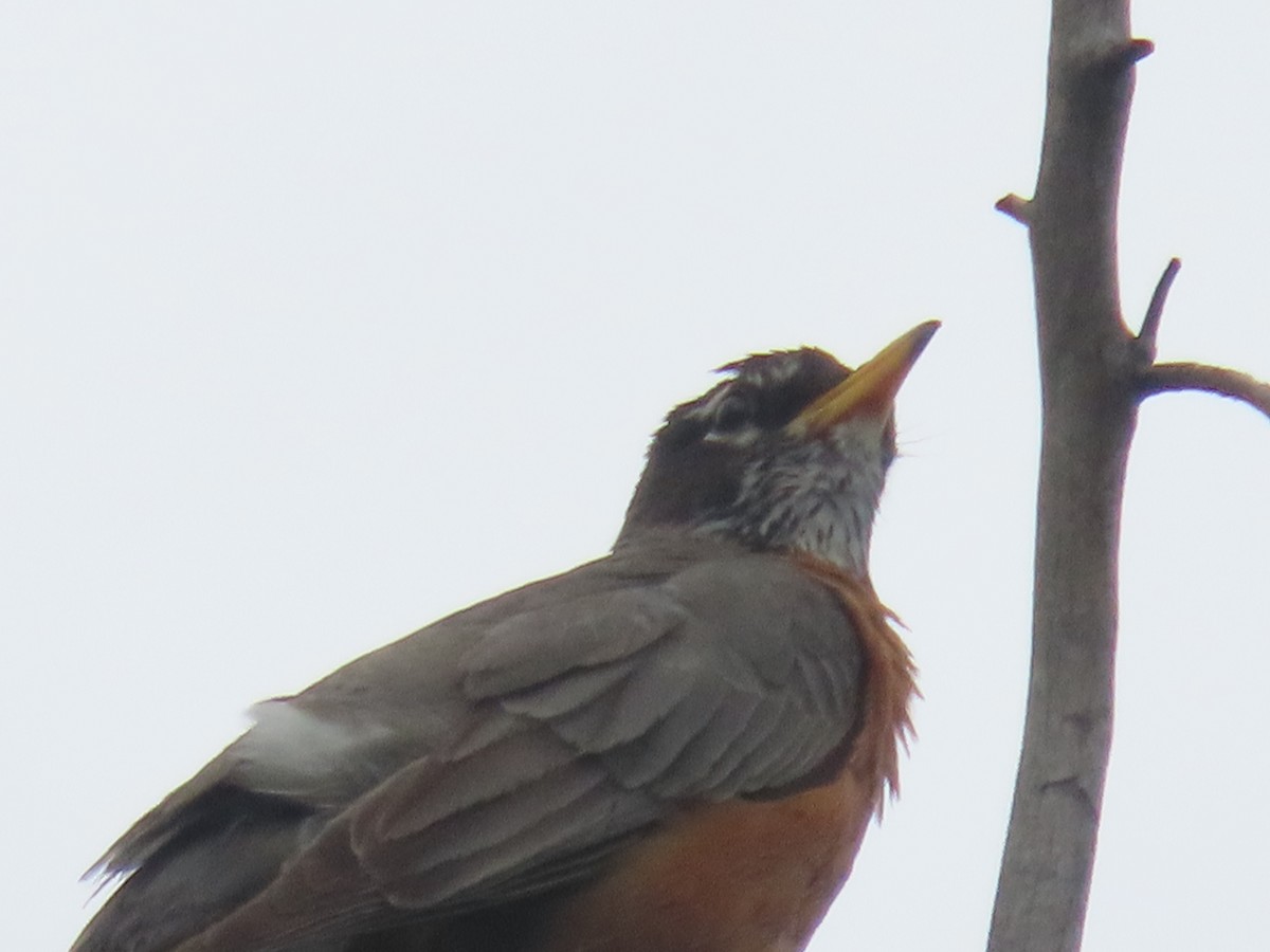 American Robin - Mabel Bredahl