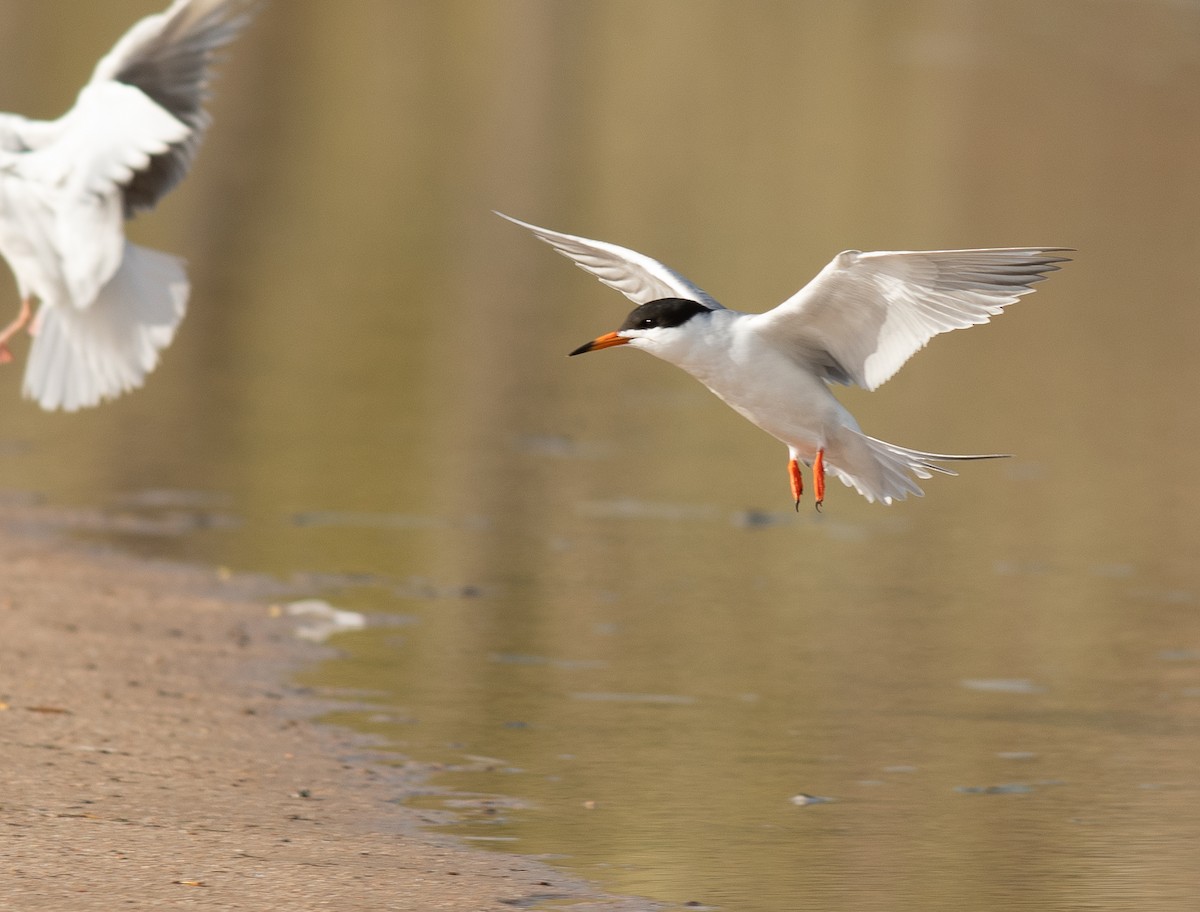 Forster's Tern - Ethan Cleveland
