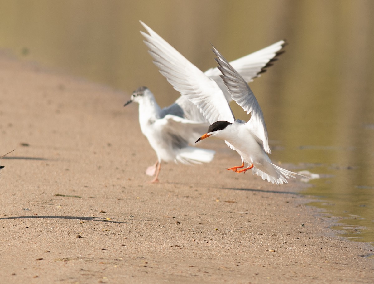 Forster's Tern - Ethan Cleveland
