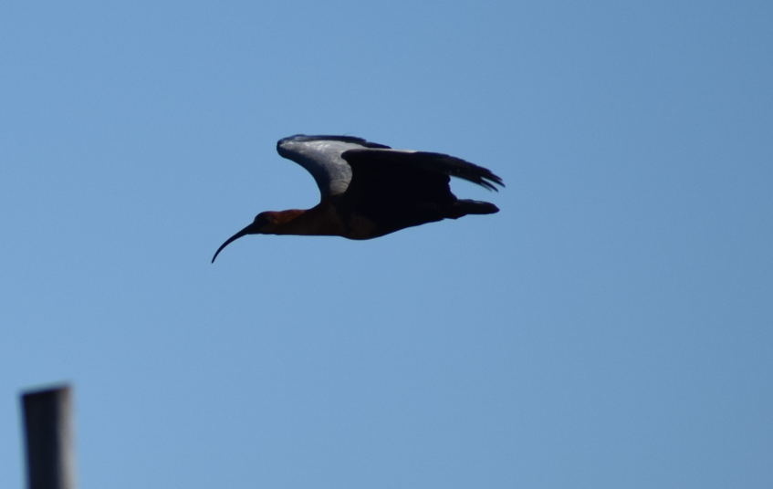 Black-faced Ibis - Felipe Undurraga