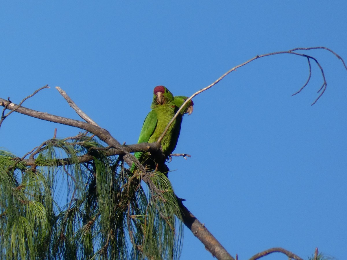 Scarlet-fronted Parakeet - Cathryn Pritchard