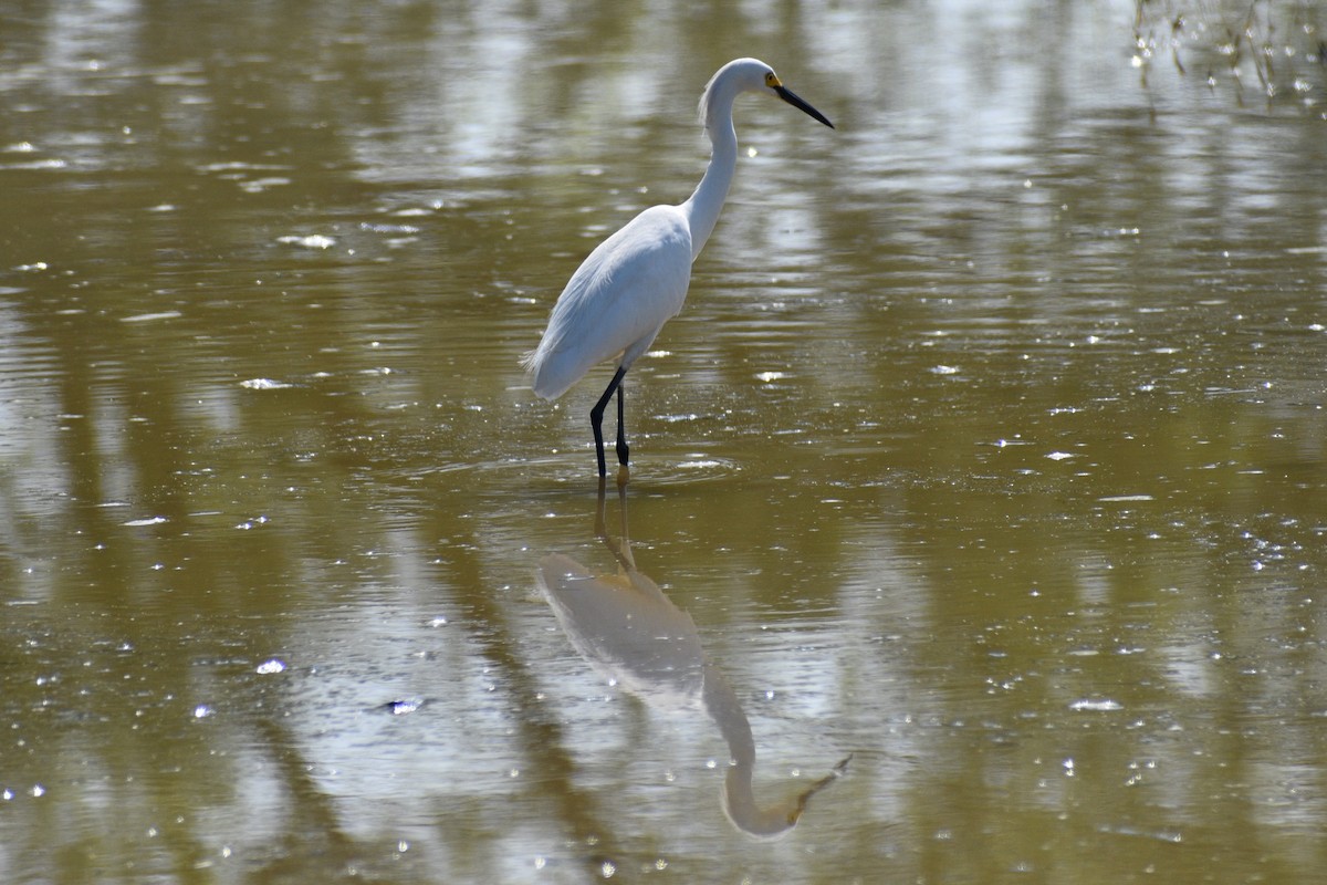 Snowy Egret - Parker Allie