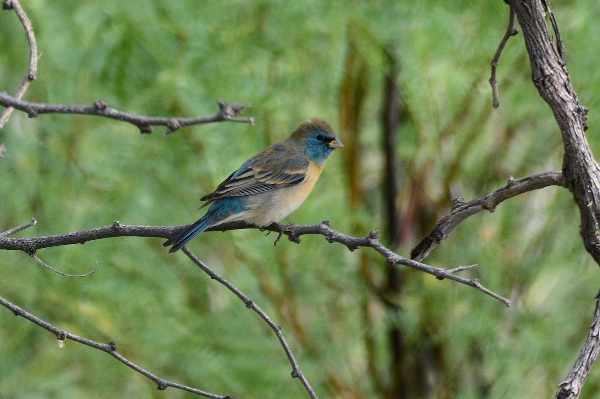 Lazuli Bunting - ML618974667