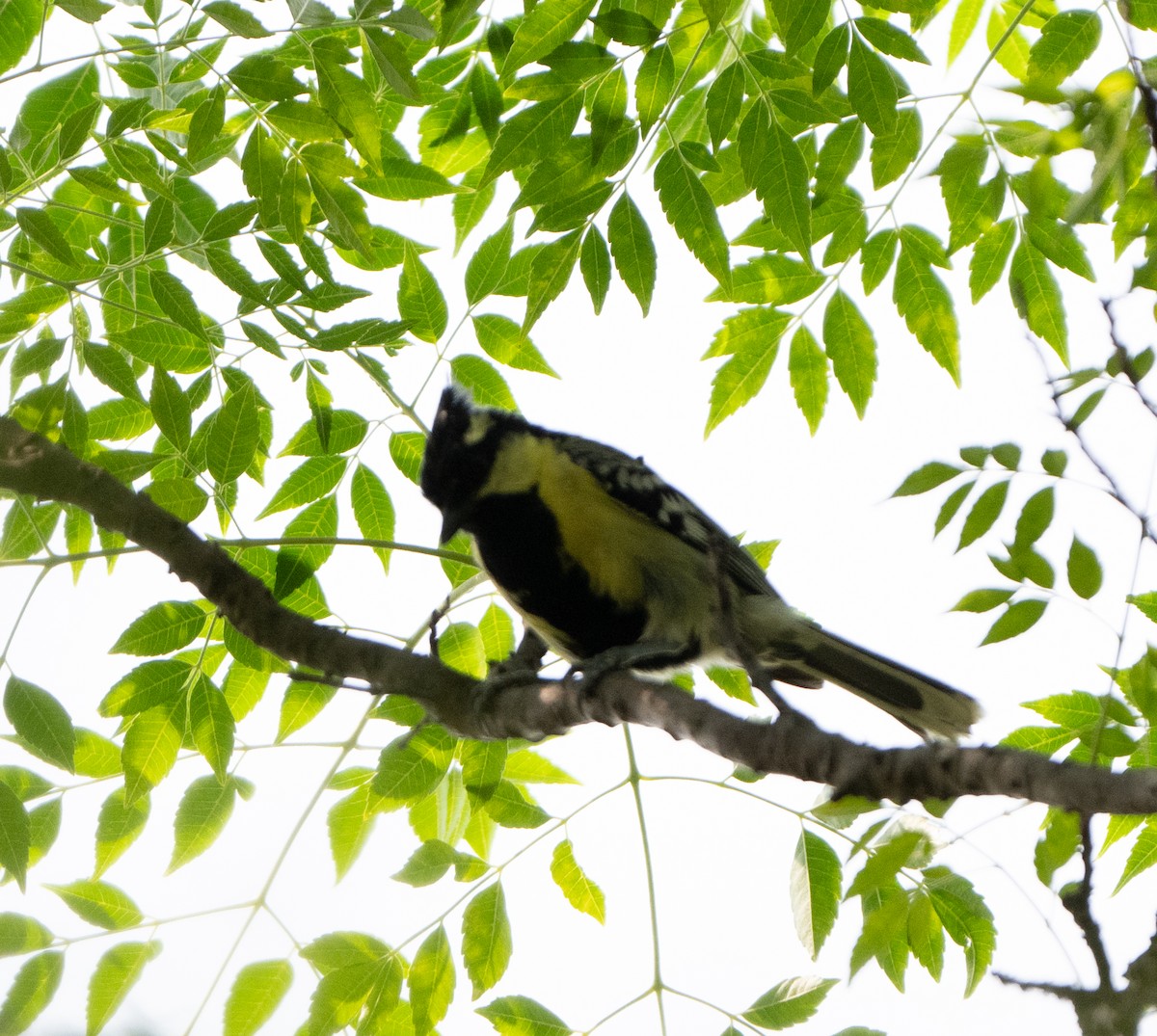 Indian Yellow Tit - Anurag Mishra