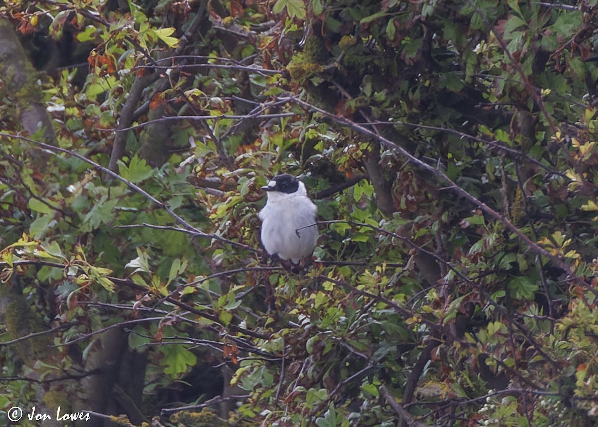 Collared Flycatcher - Jon Lowes