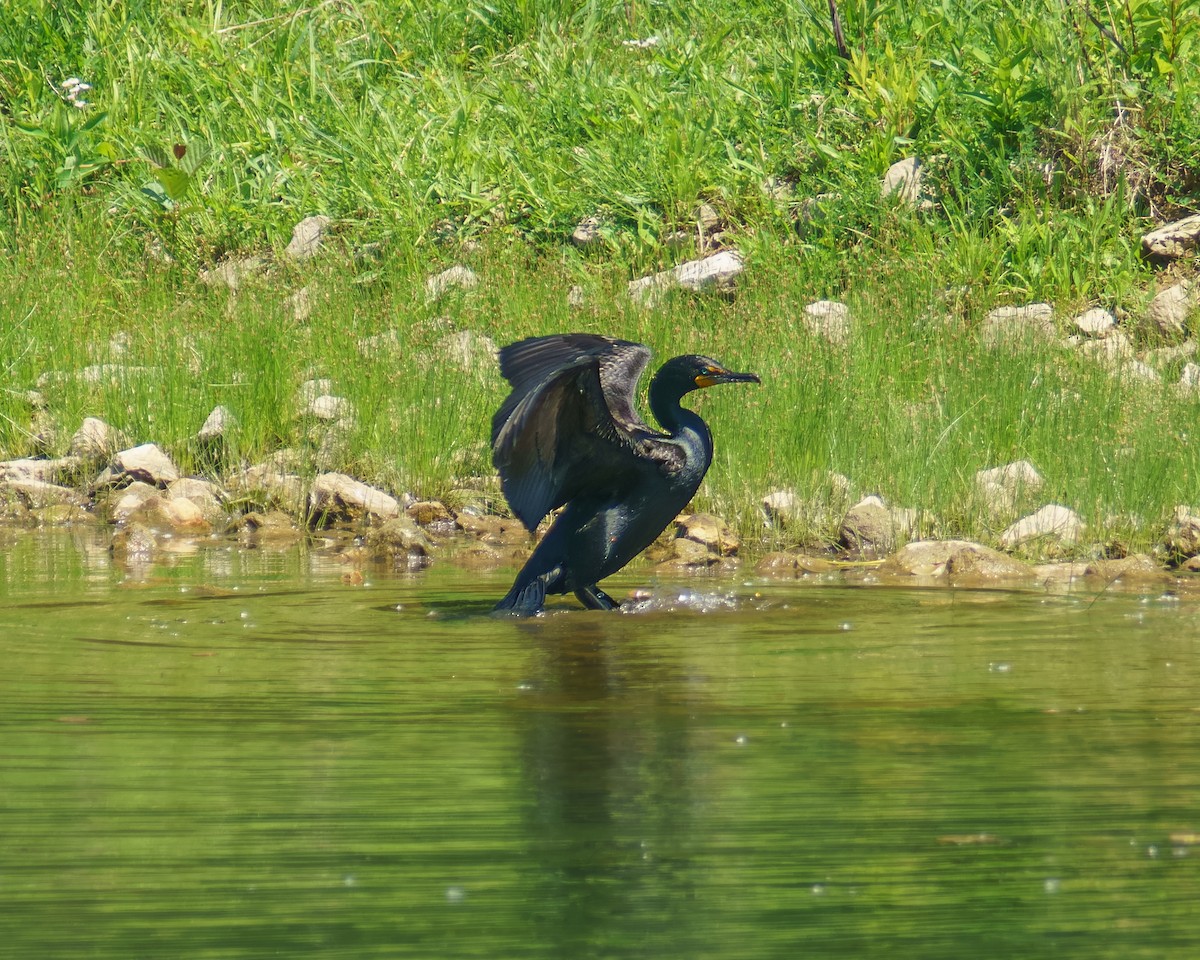 Double-crested Cormorant - Carey Sherrill