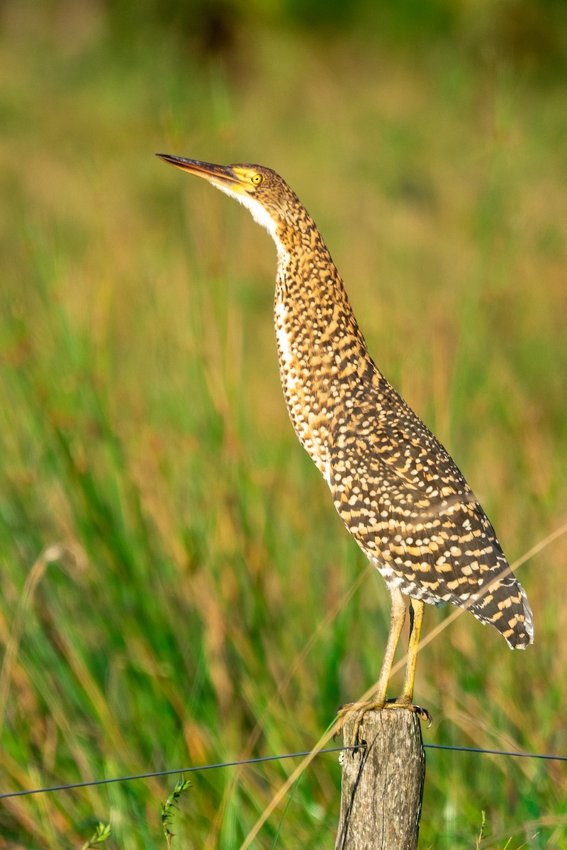 Rufescent Tiger-Heron - ML618974752