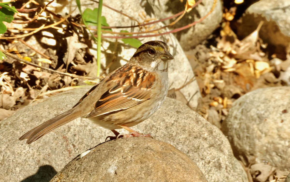 White-throated Sparrow - Kevin Zimmer