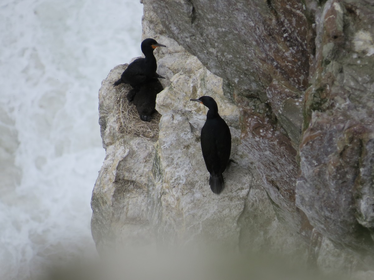 Cape Cormorant - Mike & Angela Stahl