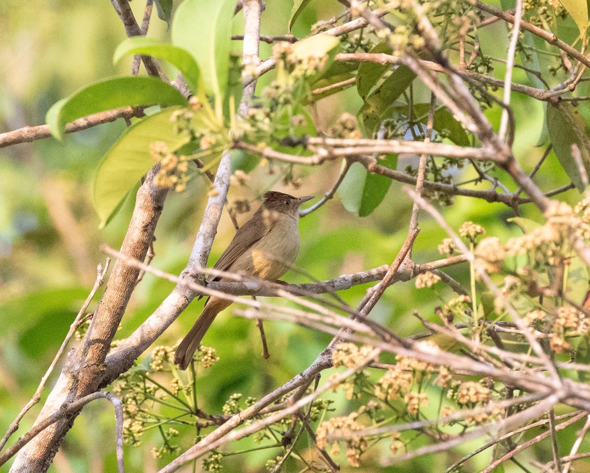 Bulbul Ojigrís - ML618974800