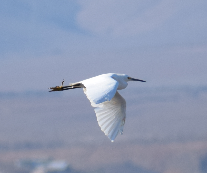 Snowy Egret - Felipe Undurraga