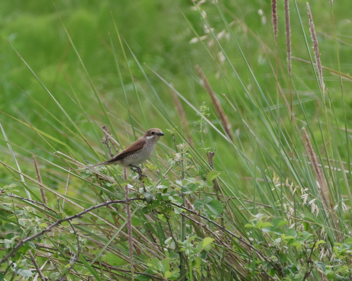 Red-backed Shrike - Sam Shaw