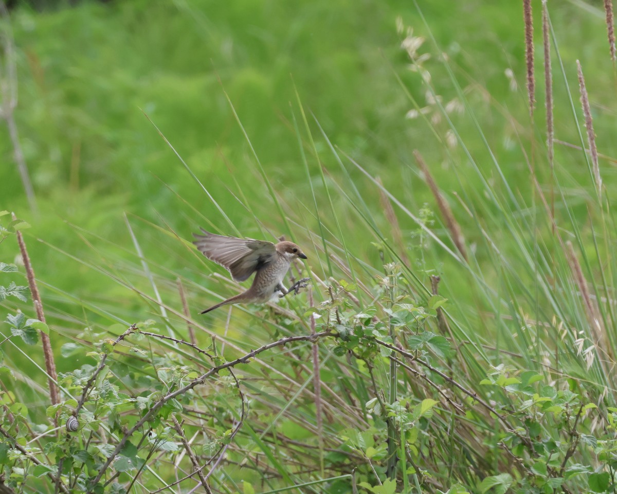 Red-backed Shrike - Sam Shaw