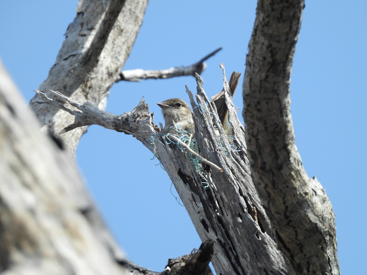 Caribbean Elaenia - ML618974849