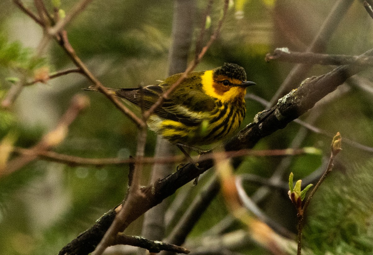 Cape May Warbler - Francois Dubois