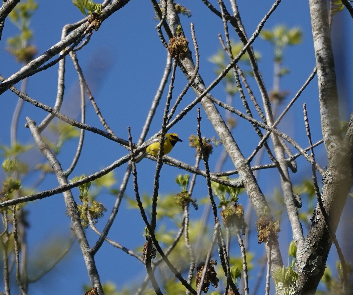 Lawrence's Warbler (hybrid) - Timothy Spahr