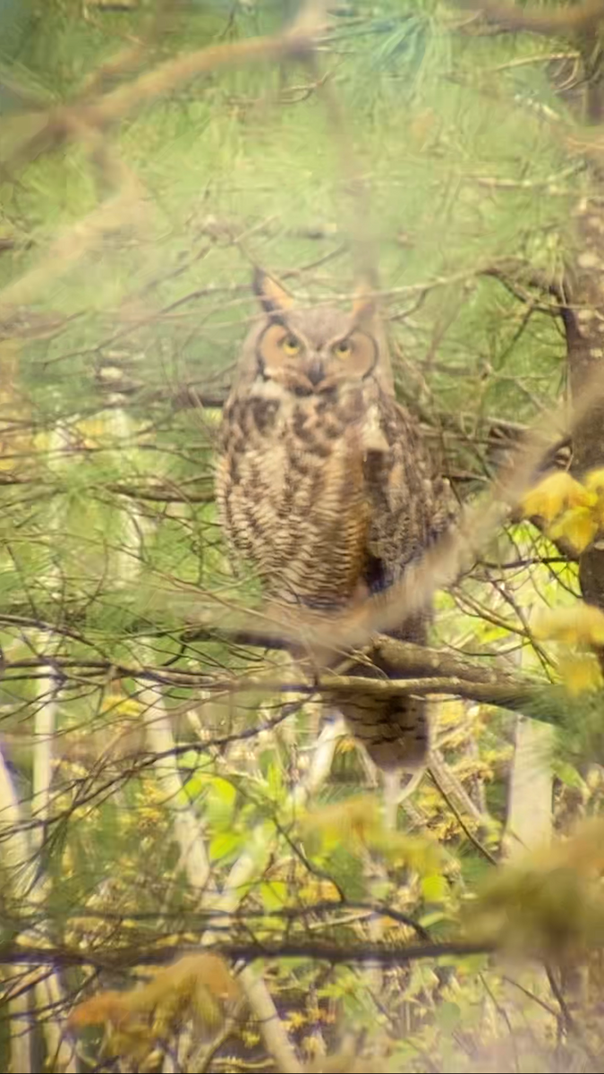 Great Horned Owl - ML618974869