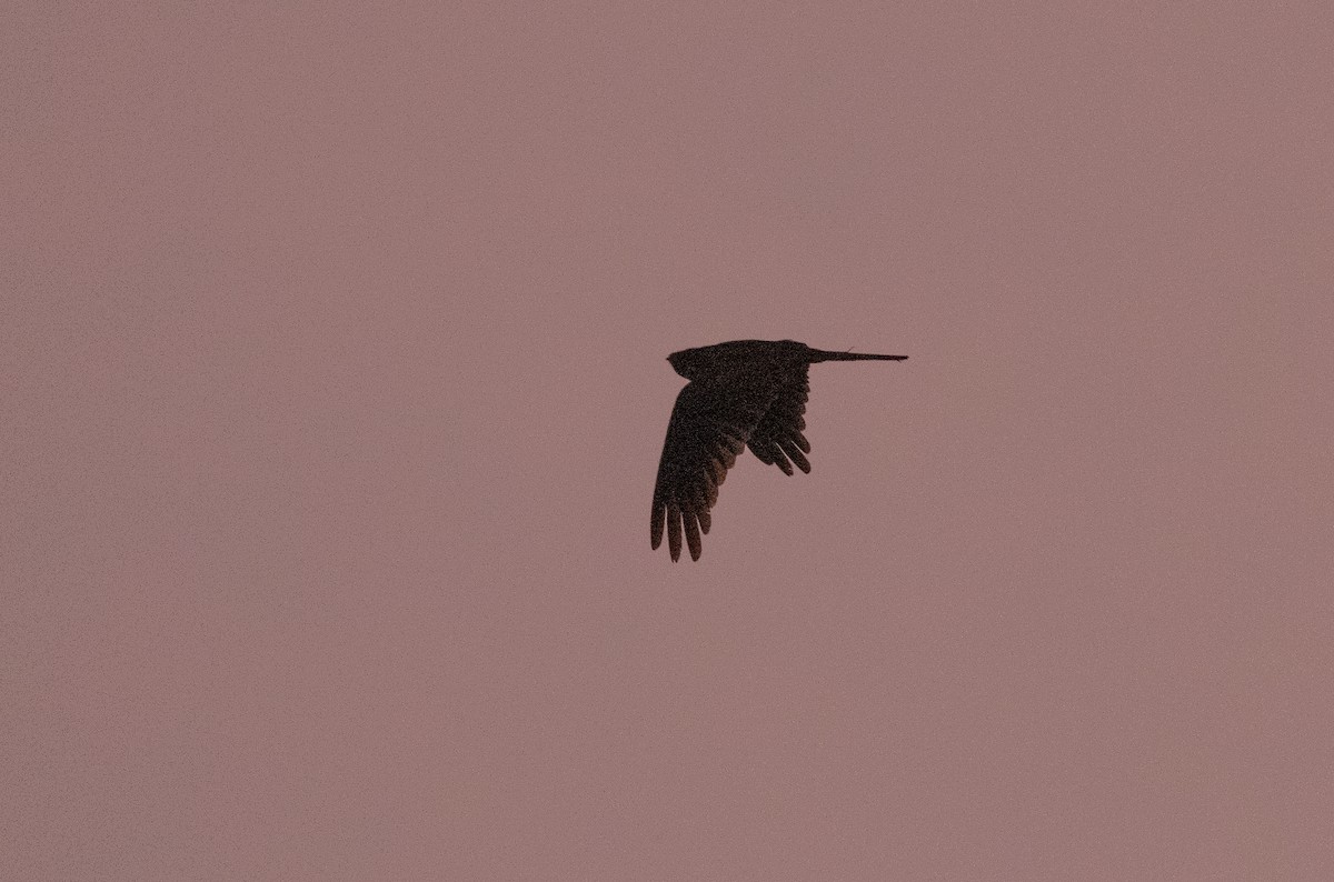 Great Eared-Nightjar - ML618974881