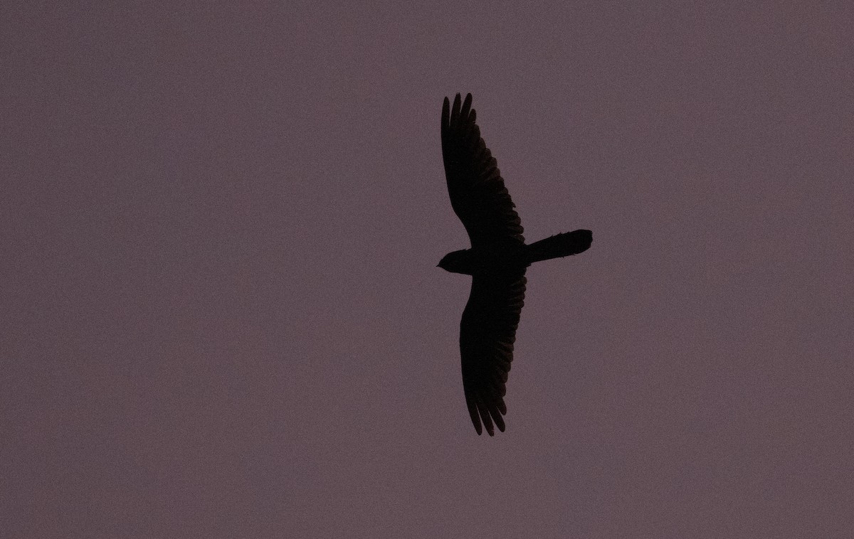 Great Eared-Nightjar - ML618974884