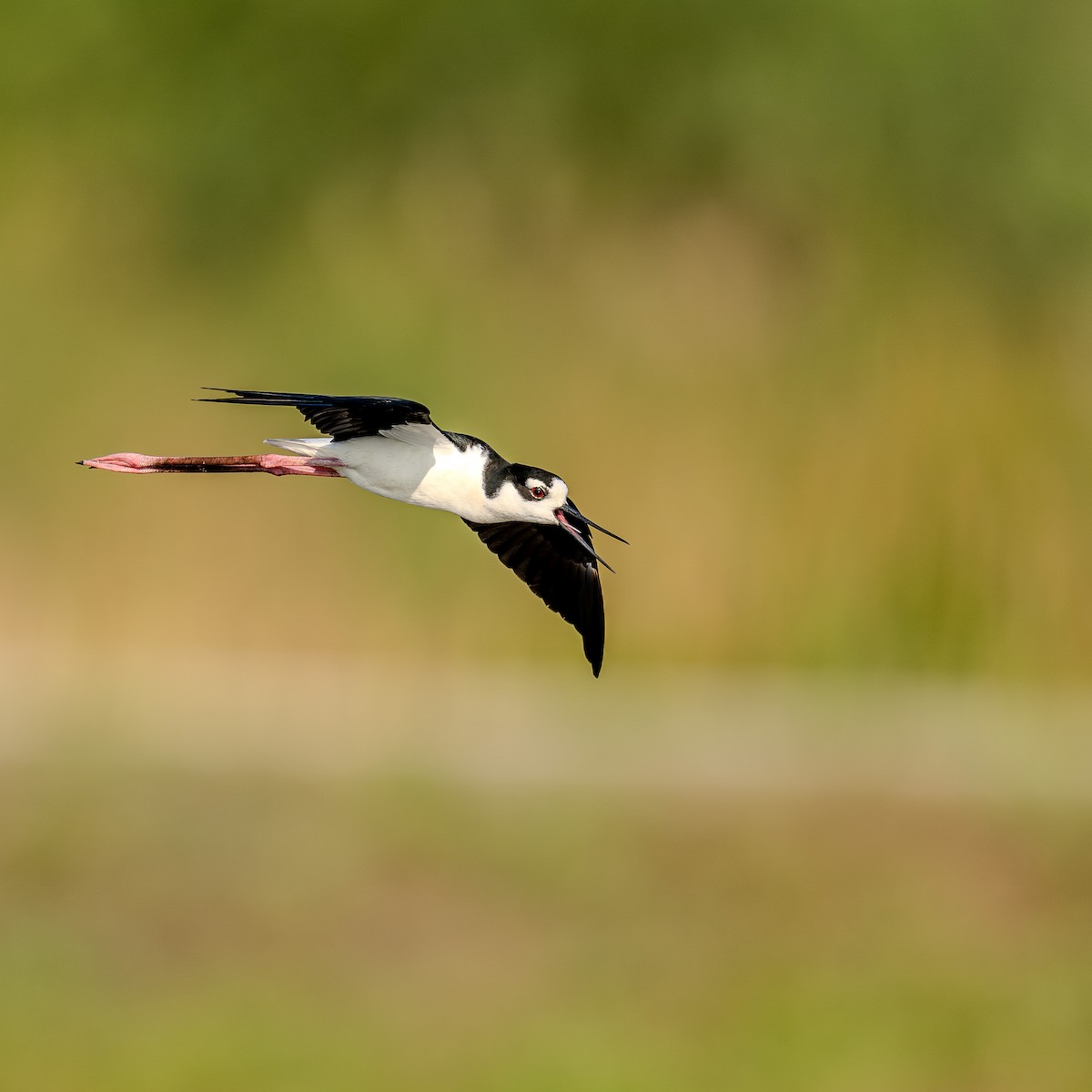 Black-necked Stilt - ML618974885