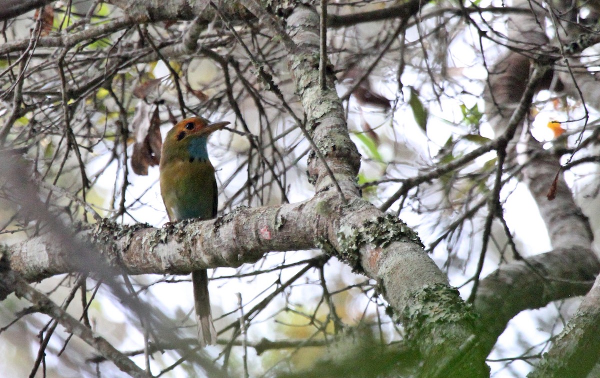 Blue-throated Motmot - ML618974897