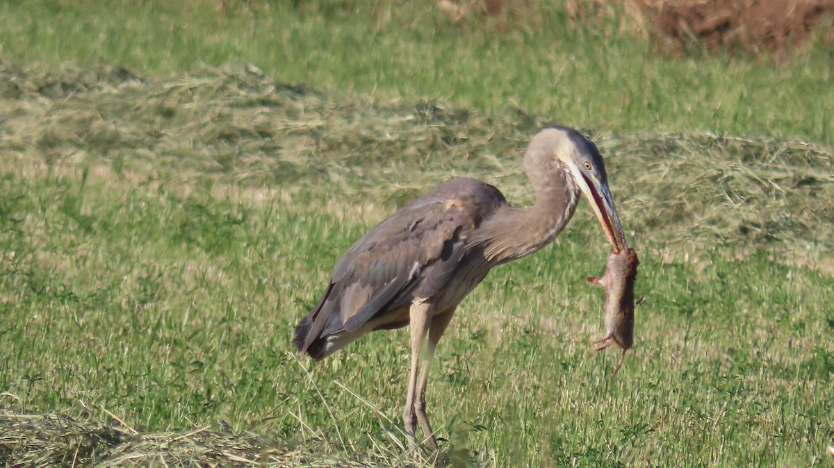 Great Blue Heron - Anne (Webster) Leight