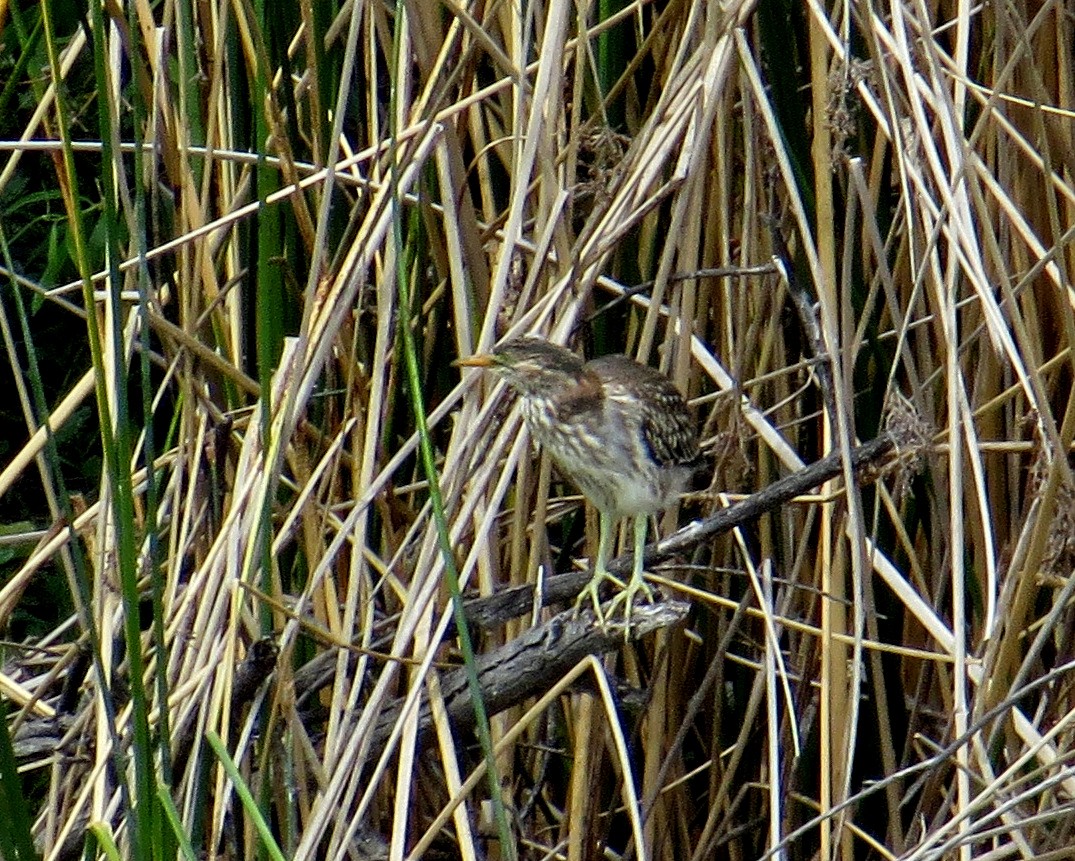 Green Heron - Pam Campbell