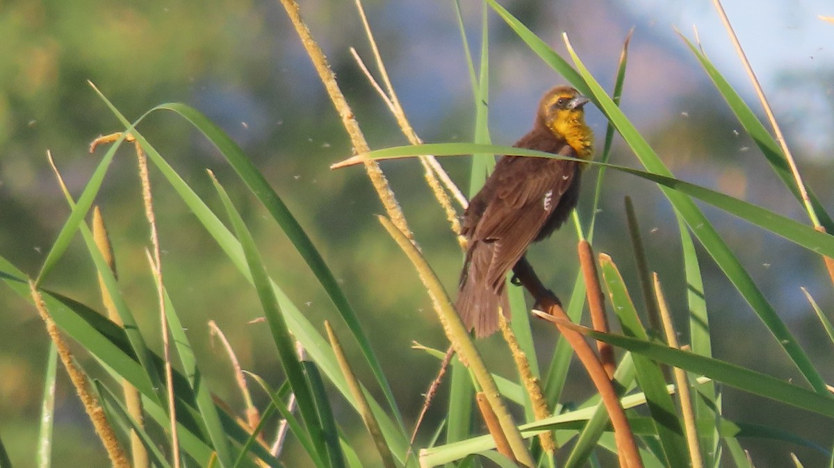 Yellow-headed Blackbird - ML618974904