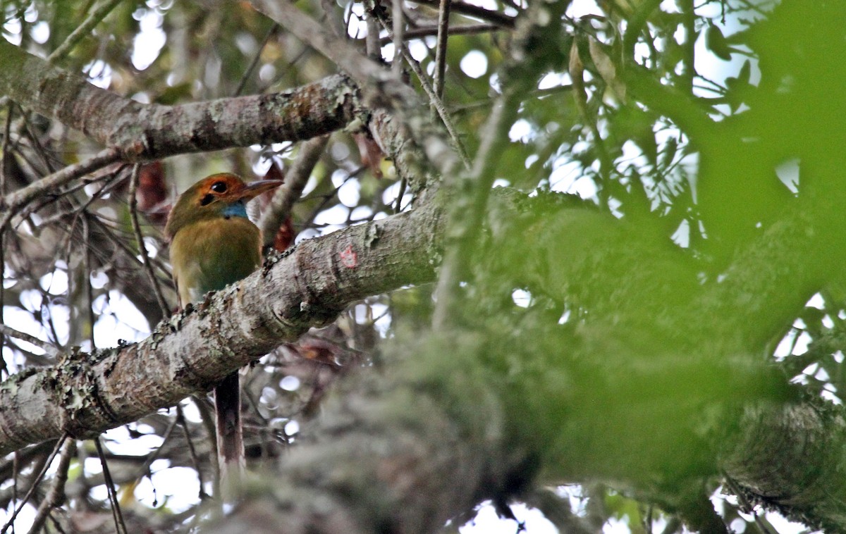 Blue-throated Motmot - David Medina