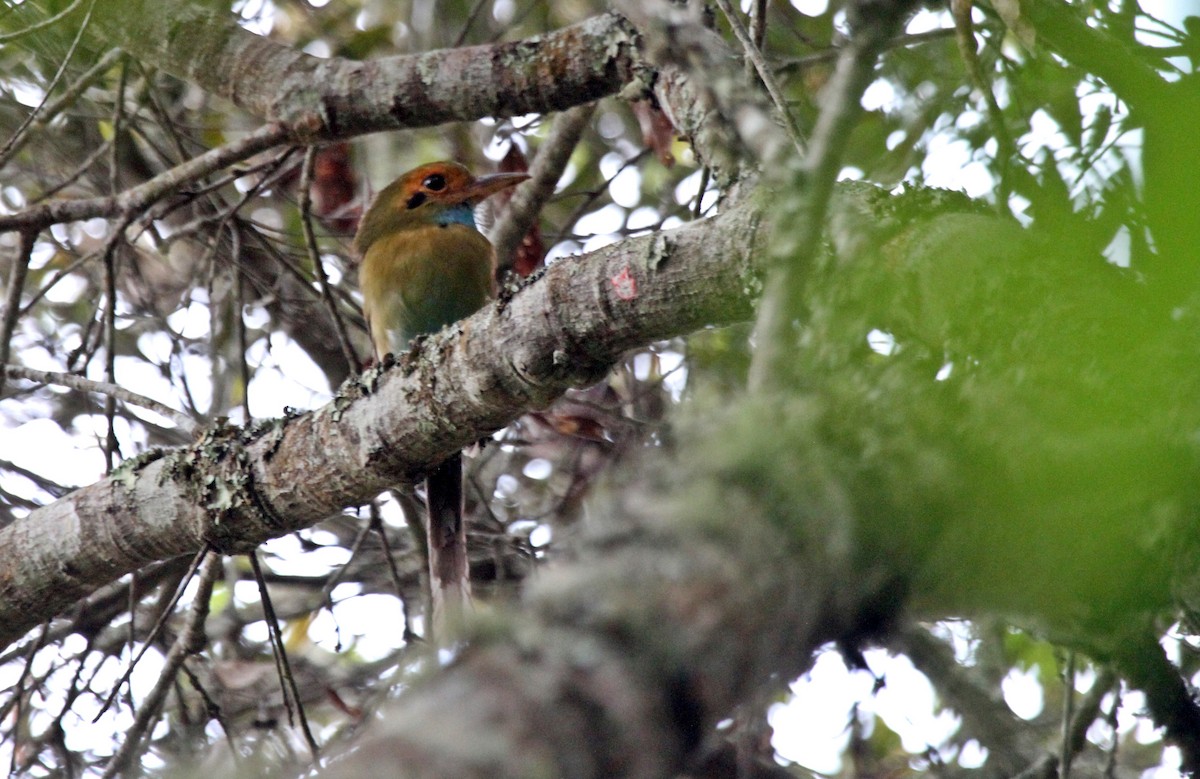 Blue-throated Motmot - ML618974954