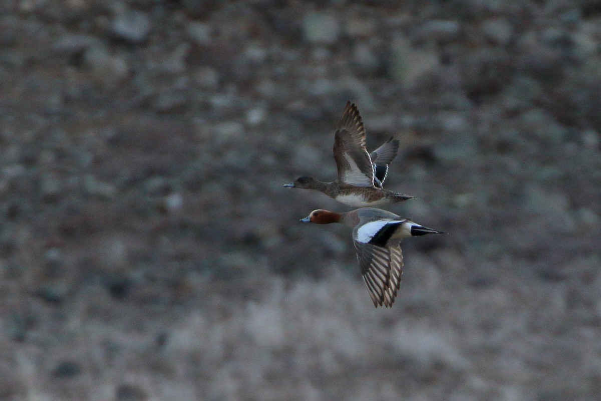 Eurasian Wigeon - Seth Beaudreault