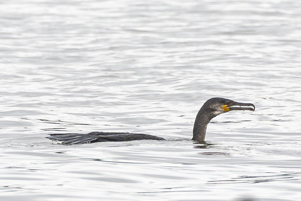 Great Cormorant - Alan Wells