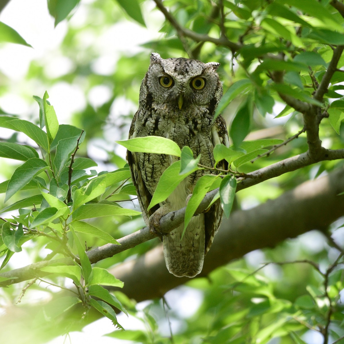 Eastern Screech-Owl - David de Rivera Tønnessen