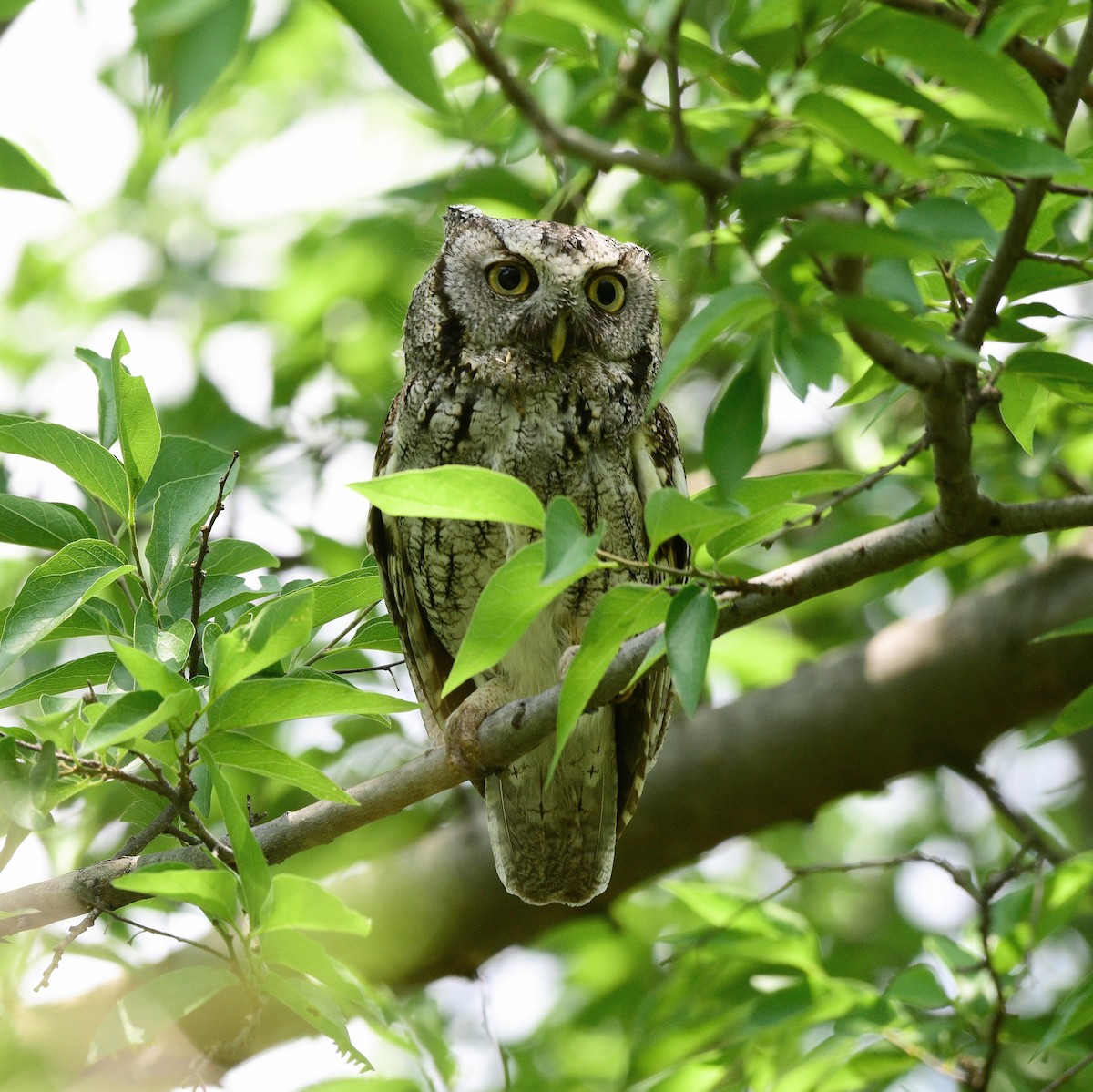 Eastern Screech-Owl - David de Rivera Tønnessen