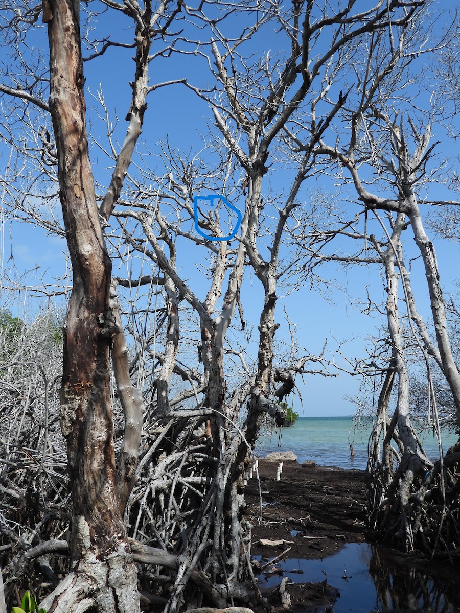 Caribbean Elaenia - ML618975018