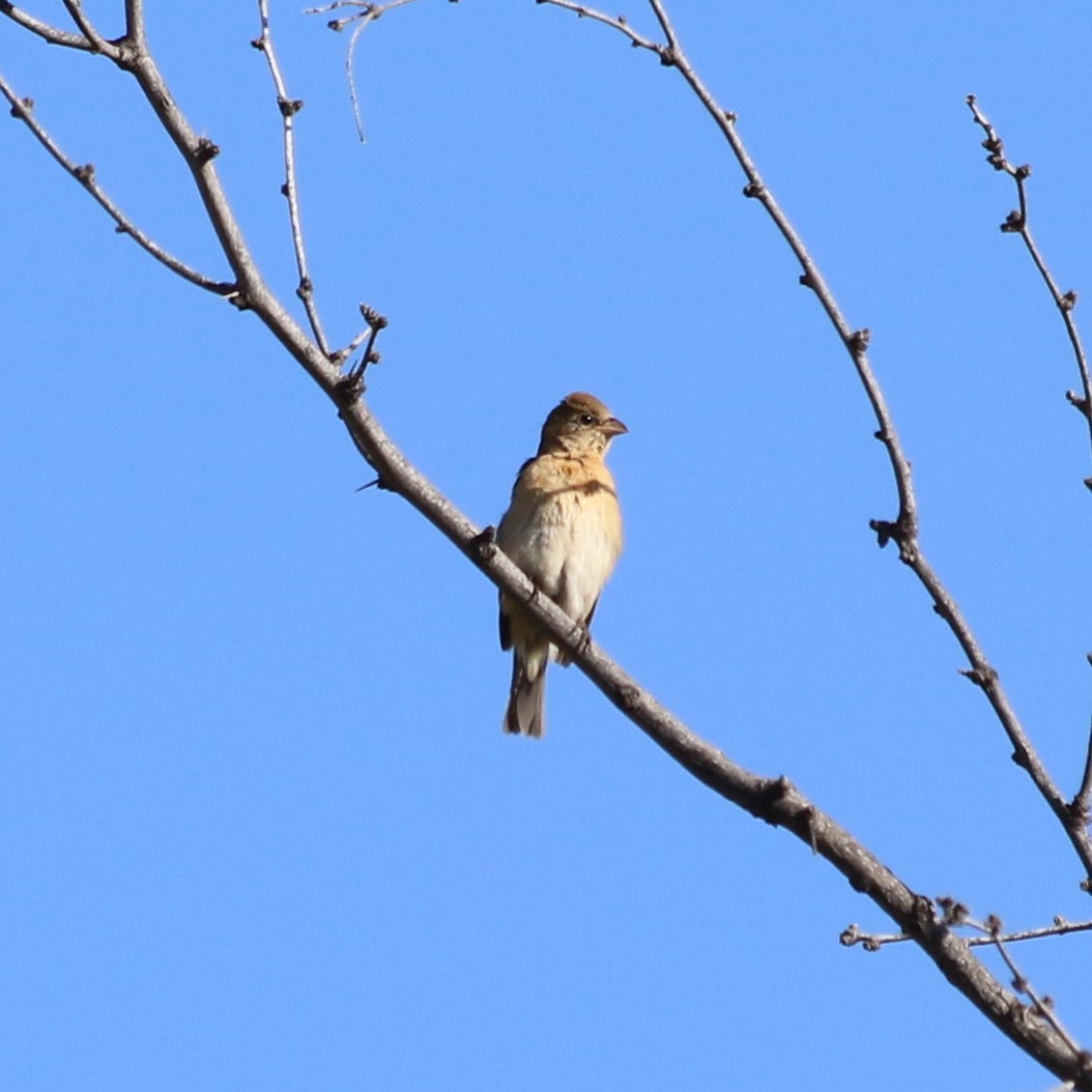 Lazuli Bunting - ML618975022