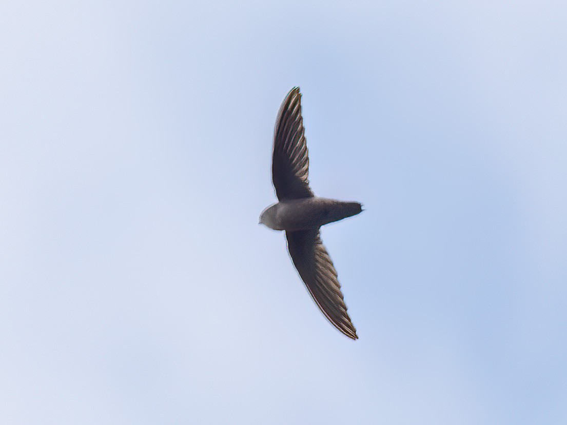 Chimney Swift - Alan MacEachren