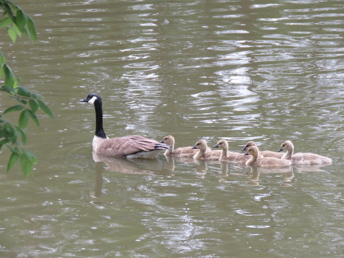 Canada Goose - ML618975048