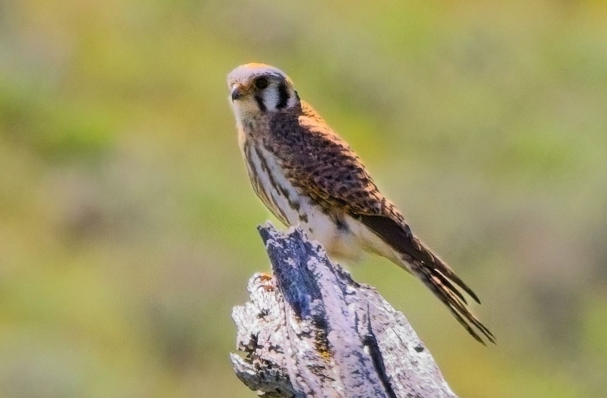 American Kestrel - Blair Bernson