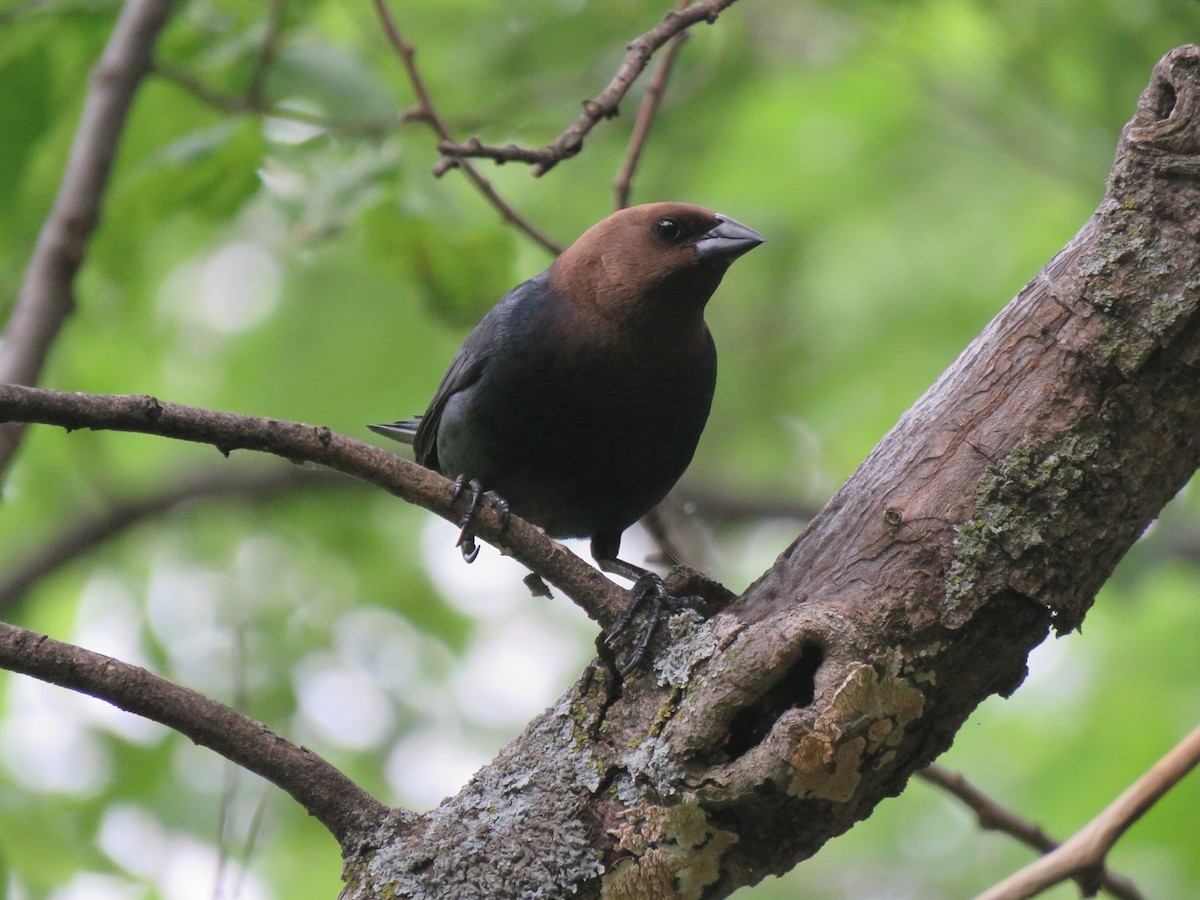 Brown-headed Cowbird - ML618975064