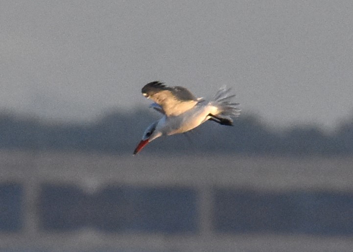 Caspian Tern - ML618975072