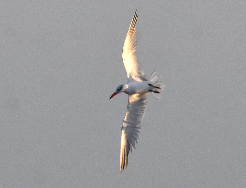 Caspian Tern - ML618975076