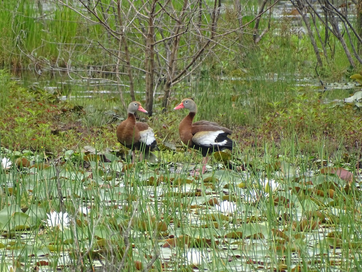 Black-bellied Whistling-Duck - ML618975077