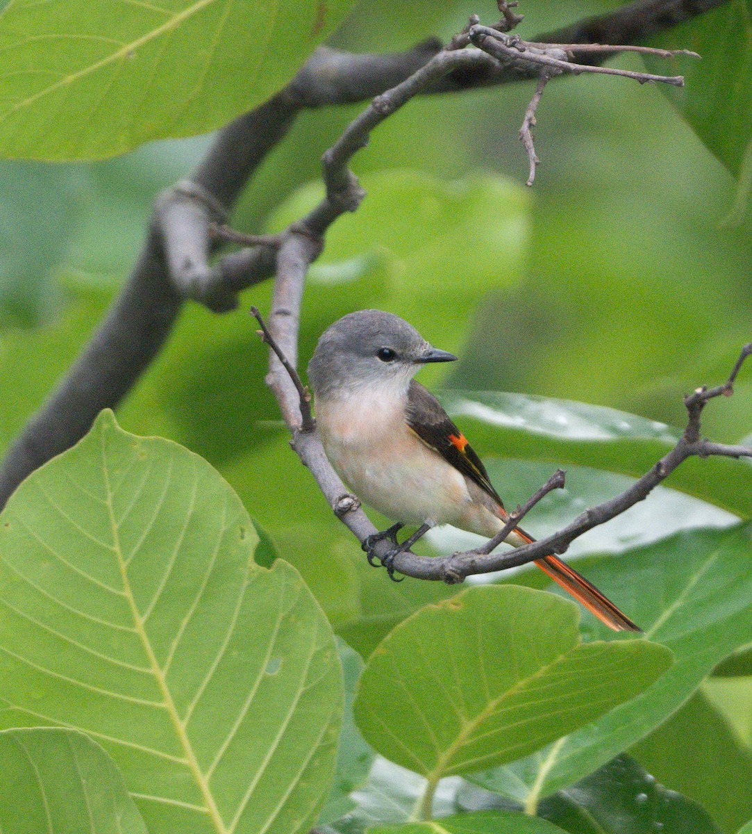 Rosy Minivet - Anurag Mishra