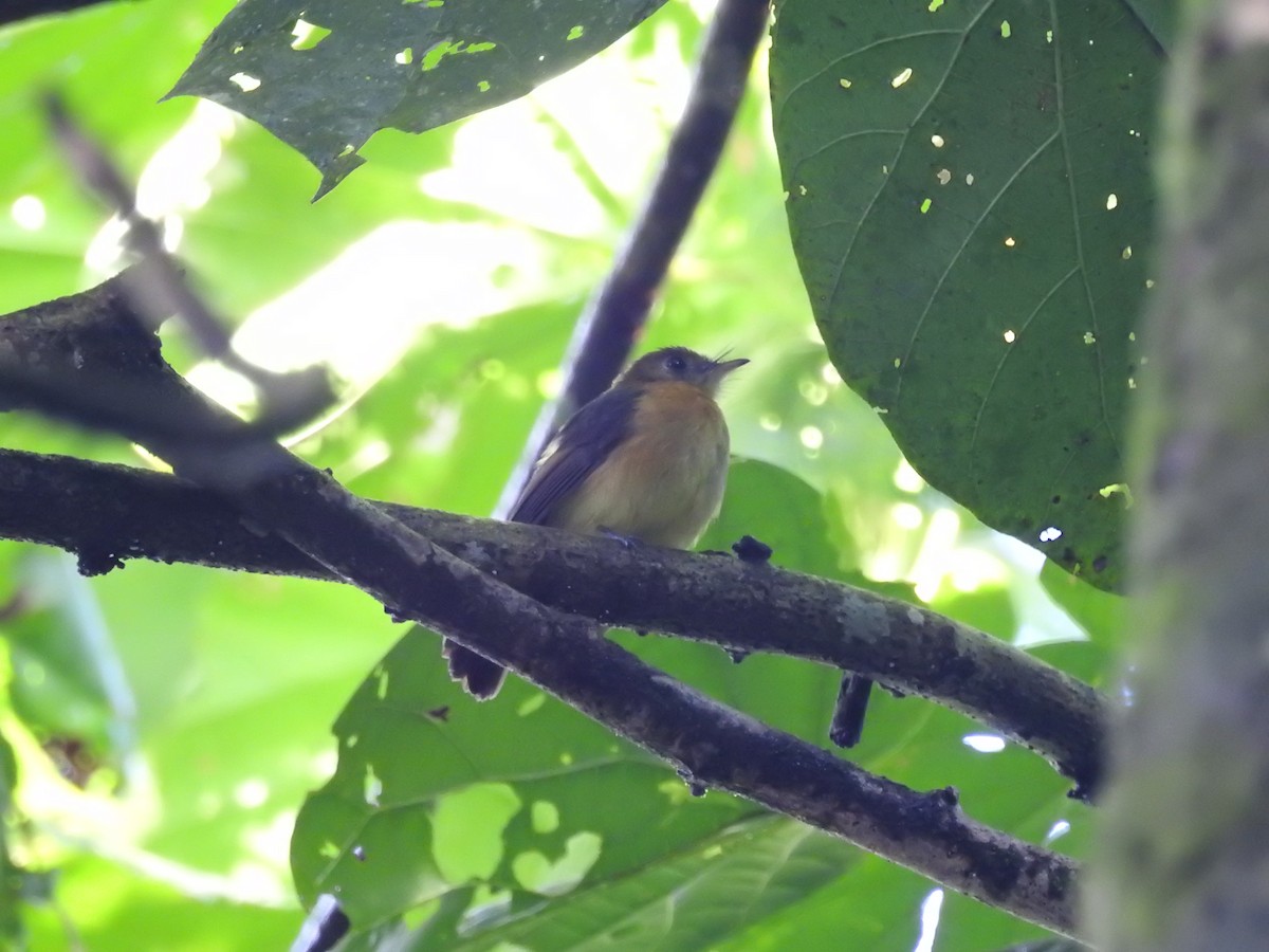 Sulphur-rumped Flycatcher - Juan Sebastian Giraldo Bernal